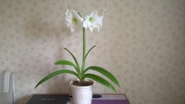Здесь еще один
