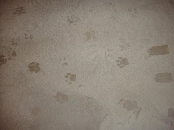 Кот умудрился наследить