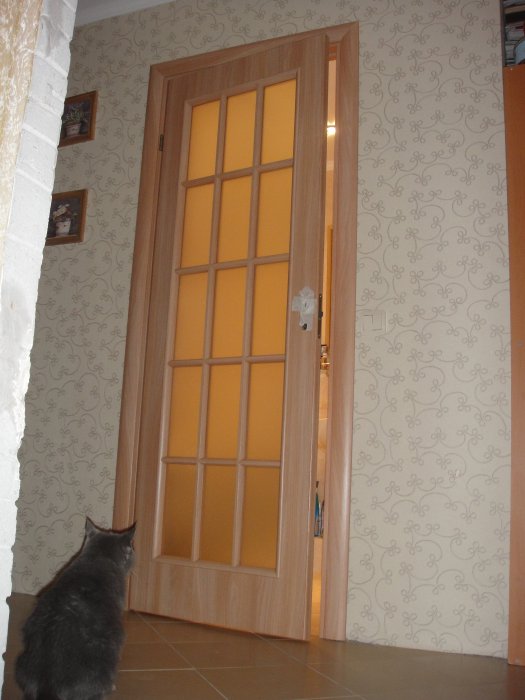 Коту очень понравилось