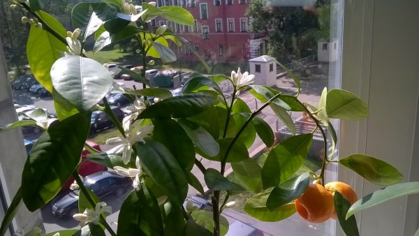 Позаботились и о комнатных растениях
