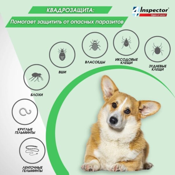 Inspector раствор от блох и клещей Quadro С